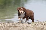 BERGER AUSTRALIEN PUPPIES 132